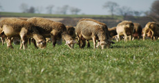 pradera de pastoreo duraplus en verano